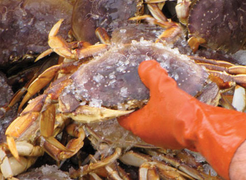 Crabbing  Visit Garibaldi, Oregon