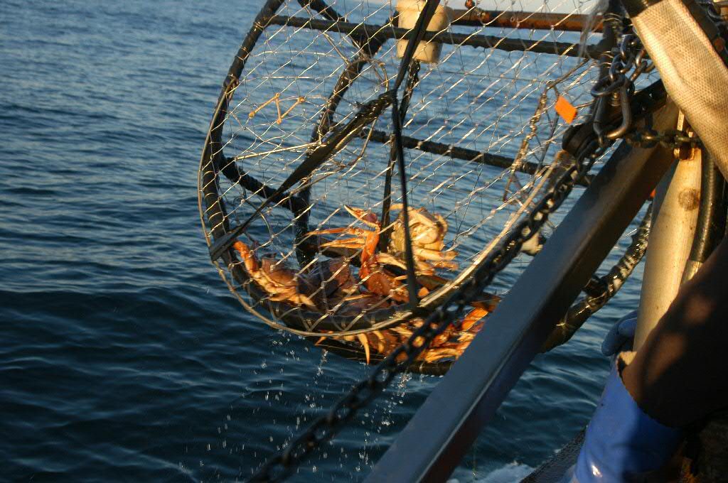 Dungeness Crab in Ring