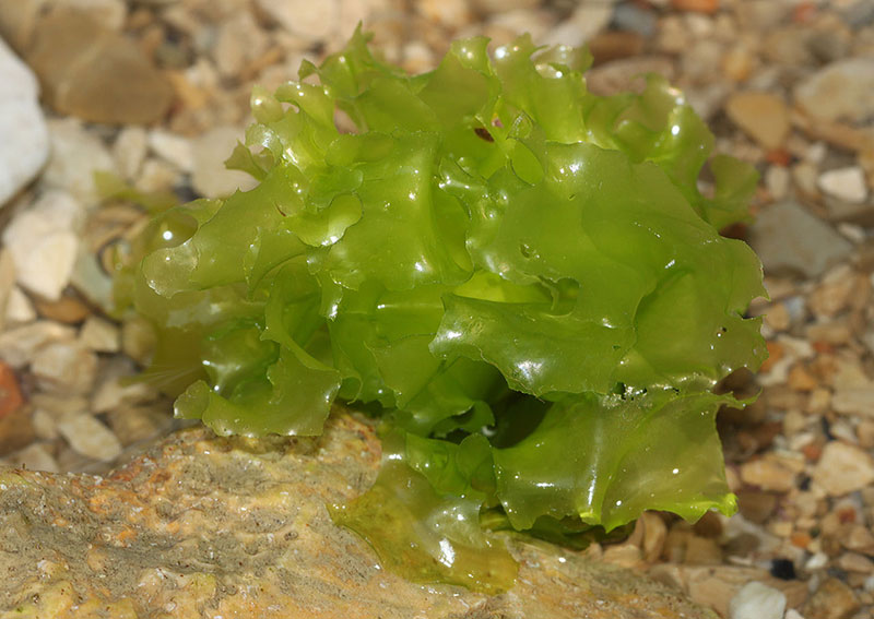 Sea Lettuce